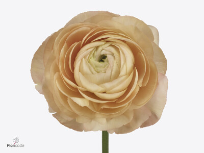 Ranunculus asiaticus Success Grand Pastel