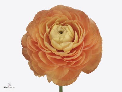 Ranunculus asiaticus Success Mambo