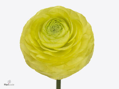 Ranunculus asiaticus 'Aazur Lemon'