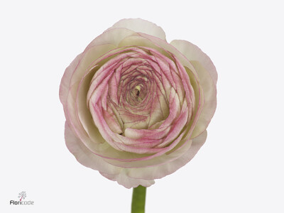 Ranunculus asiaticus 'Aazur Pink Stripe'