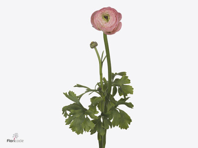 Ranunculus asiaticus Success Venere