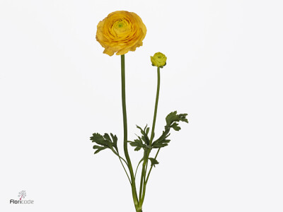 Ranunculus asiaticus Success 122GIA