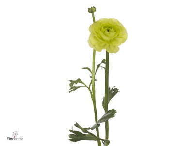 Ranunculus asiaticus 'Real Jean'