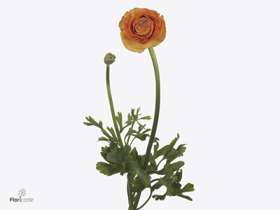 Ranunculus asiaticus 'Aazur Light Orange'