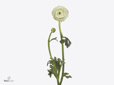 Ranunculus asiaticus 'Real Ice'