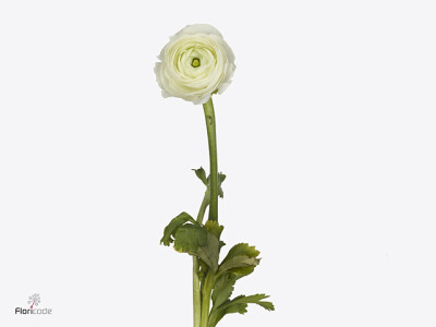 Ranunculus asiaticus 'Dolcevita White'