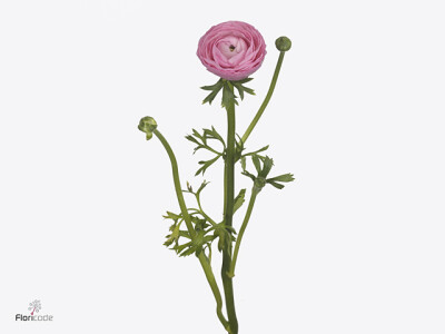 Ranunculus asiaticus 'Dolcevita Rose'