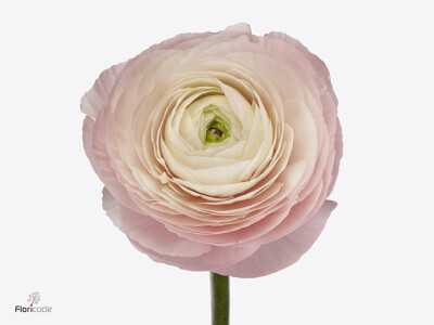 Ranunculus asiaticus Success Favola