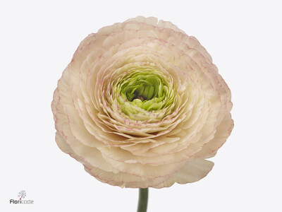Ranunculus asiaticus Success Tuareg