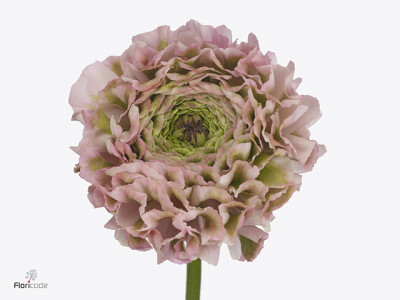 Ranunculus asiaticus Pon Pon Candy
