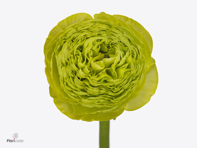 Ranunculus asiaticus 'Aazur Lime Green'