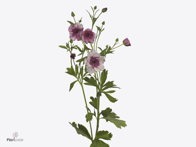 Ranunculus cortusifolius Magical Raspberry
