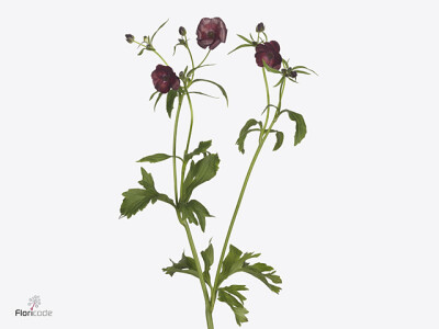 Ranunculus cortusifolius Magical Chocolate