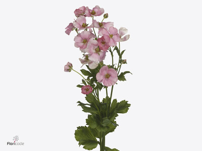 Ranunculus cortusifolius Magical Strawberry