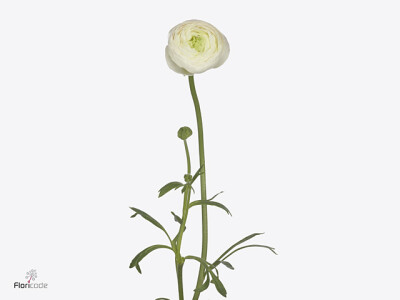 Ranunculus asiaticus 'Chamallow'