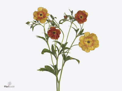 Ranunculus cortusifolius Magical Marmalade