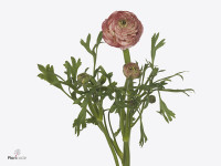 Ranunculus asiaticus 'Aazur Antique Rose'