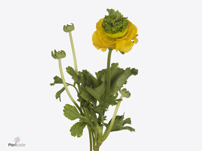 Ranunculus asiaticus Festival Yellow Green