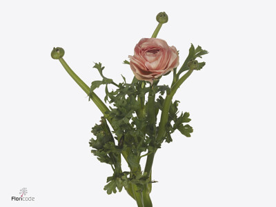 Ranunculus asiaticus Success Nuance