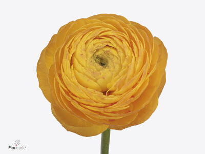 Ranunculus asiaticus Success Sunrise