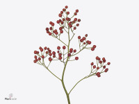 Rosa (Polyantha Grp) Corallo Rosefruits