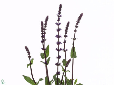 Salvia nemorosa 'Caradonna'