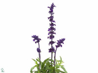 Salvia farinacea 'Victoria'