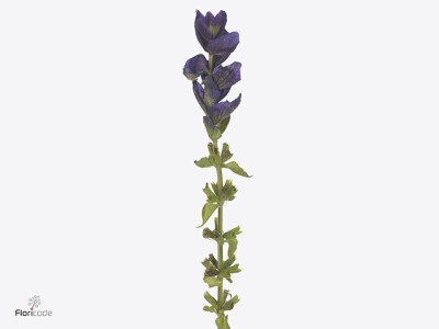 Salvia viridis 'Oxford Blue'