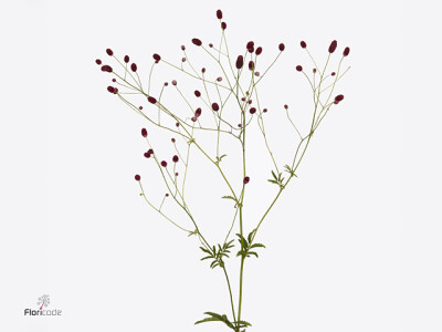 Sanguisorba officinalis 'Arnhem'