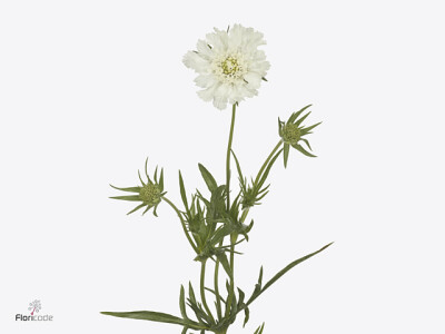 Scabiosa caucasica 'Annabelle'