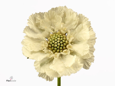 Scabiosa caucasica 'Anika'