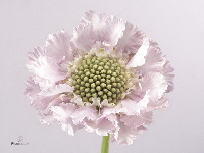 Scabiosa caucasica 'Lisa'