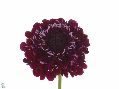 Scabiosa atropurpurea 'Qis Deep Red'