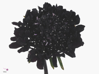 Scabiosa atropurpurea Blackberry Scoop