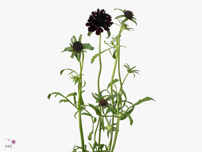 Scabiosa atropurpurea 'Black Knight'