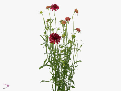 Scabiosa atropurpurea 'Fire King'