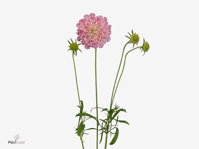 Scabiosa atropurpurea Corneille