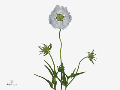 Scabiosa caucasica 'Davida'