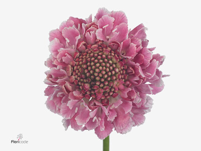 Scabiosa atropurpurea Candy Scoop