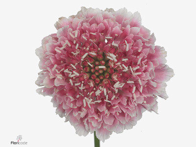 Scabiosa atropurpurea Marshmallow Scoop