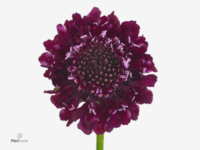 Scabiosa atropurpurea Raspberry Scoop