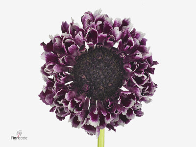 Scabiosa atropurpurea Cherry Vanilla Scoop