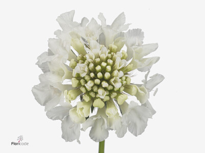 Scabiosa atropurpurea Vanilla Scoop