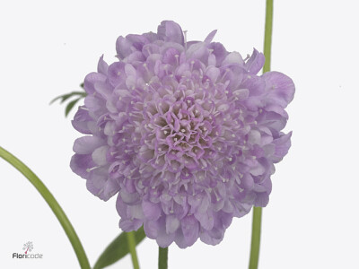 Scabiosa atropurpurea Saura