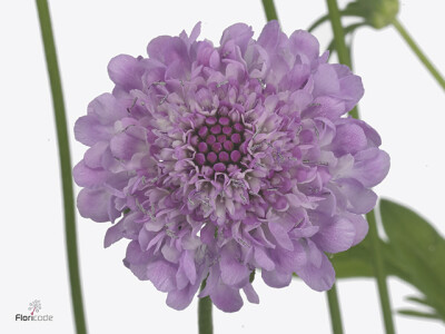 Scabiosa atropurpurea Royo