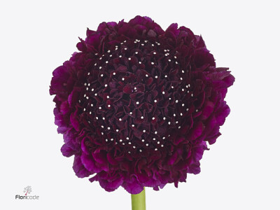 Scabiosa atropurpurea Red Velvet Scoop