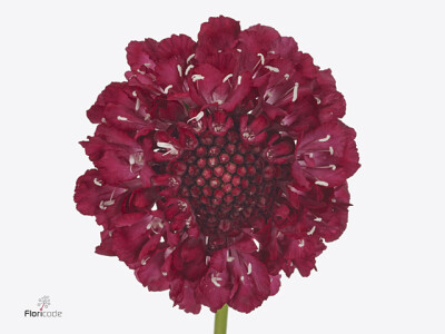 Scabiosa atropurpurea Strawberry Scoop