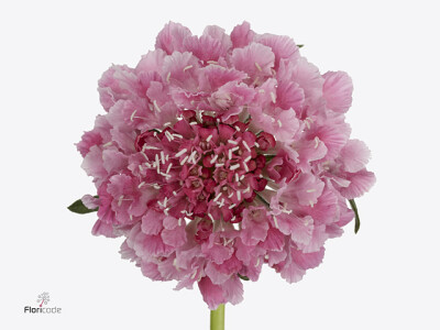 Scabiosa atropurpurea Cotton Candy Scoop