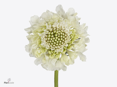 Scabiosa atropurpurea Milky Scoop