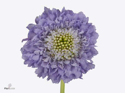 Scabiosa atropurpurea Lavender Hoop Scoop